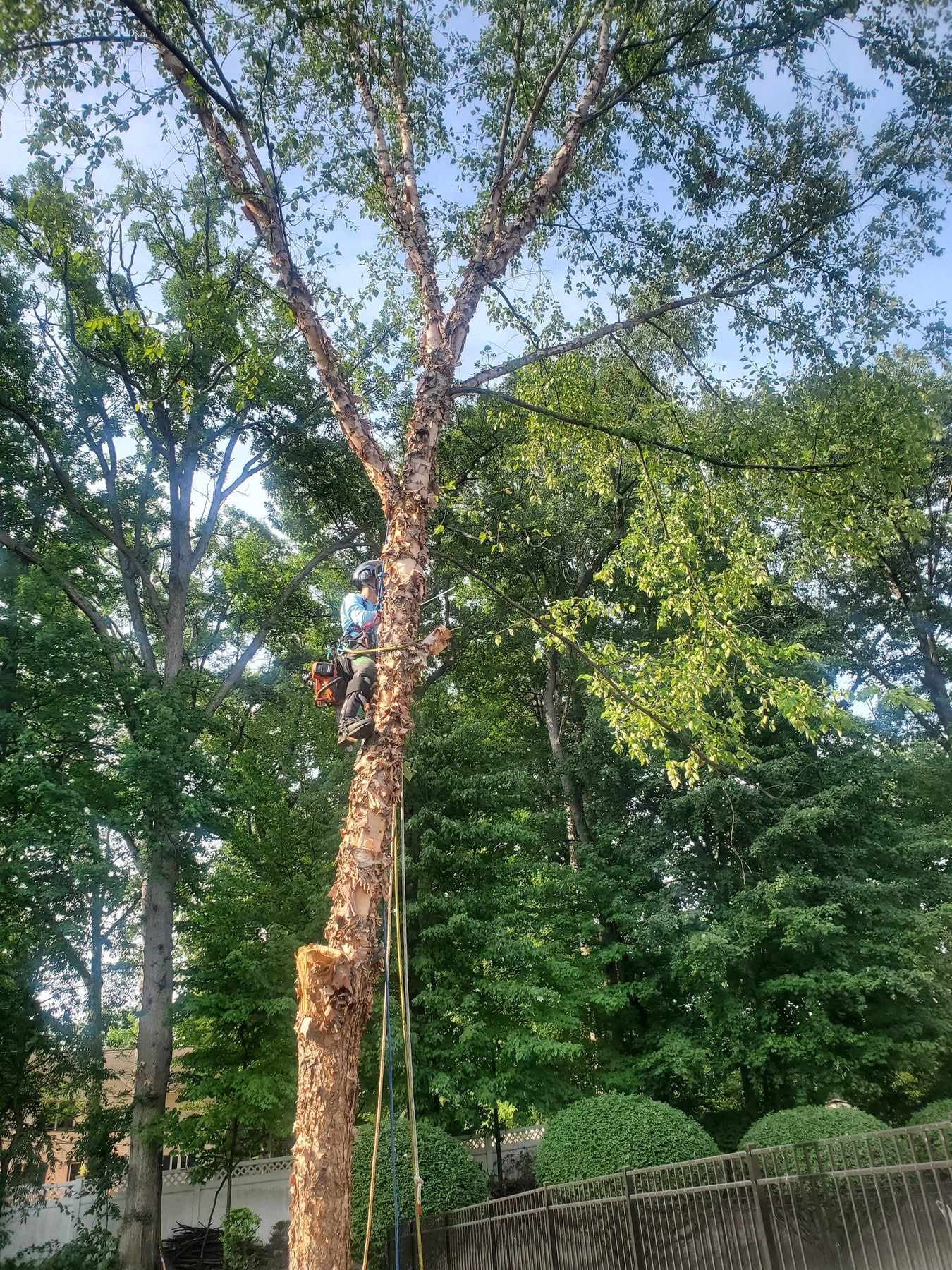 Tree worker secured with climbing ropes on a tall trunk among leafy trees.