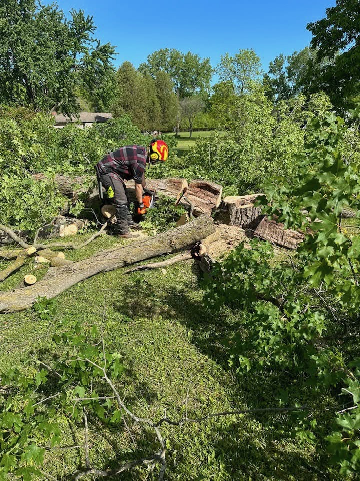 Worker using a chainsaw to cut fallen tree limbs and trunk sections on a lawn.