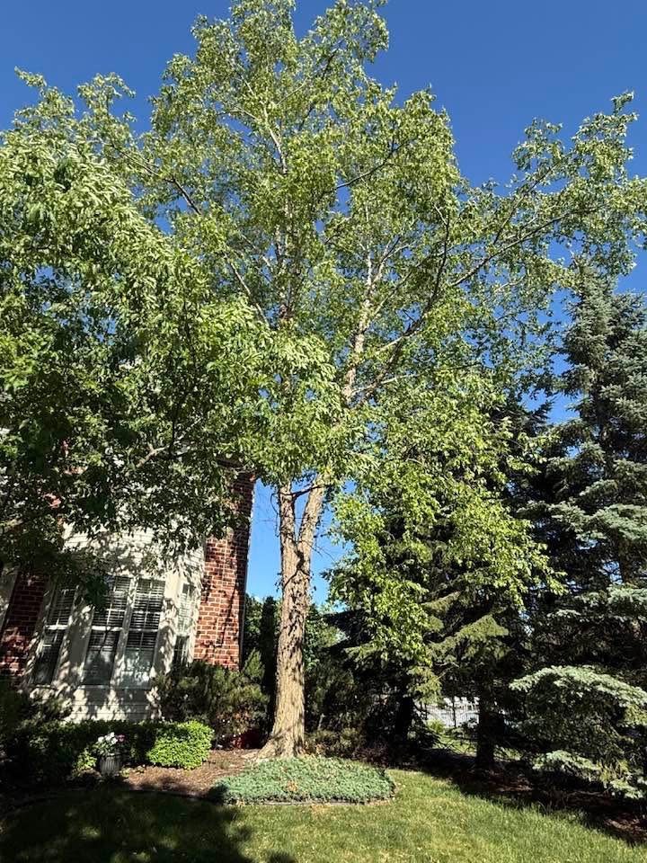Leafy tree growing beside a brick home, lawn, and evergreen trees.
