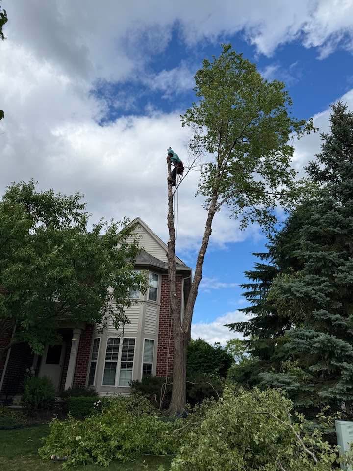 Tree worker positioned on a stripped trunk beside a two-story home, with cut branches below.